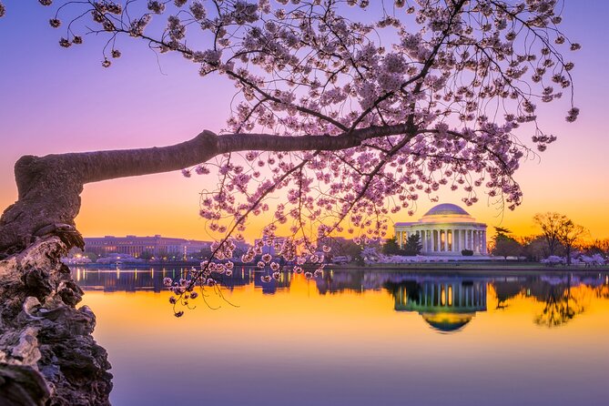 The DC Cherry Blossom Bus Tour with Tidal Basin Guided Walk - The bus ride and the walking reality