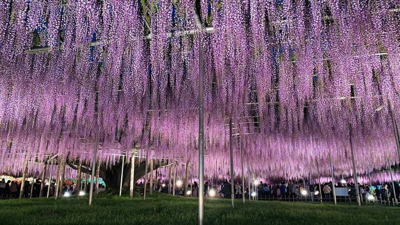 Tokyo: Ashikaga Flower Park with Entry Ticket - Why Ashikaga Flower Park makes a strong day trip