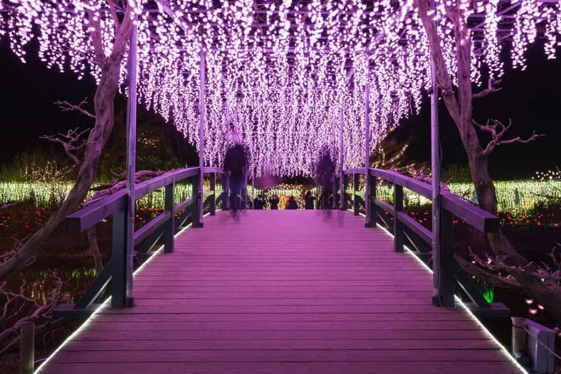 Tokyo: Ashikaga Flower Park with Entry Ticket - What the three-hour park visit feels like
