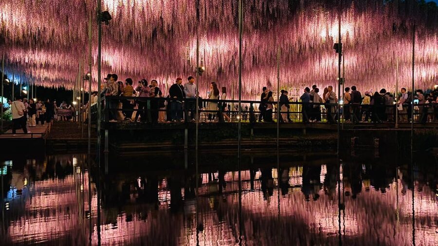 Tokyo: Ashikaga Flower Park with Entry Ticket - Transport, pickup areas, and the Oyama return