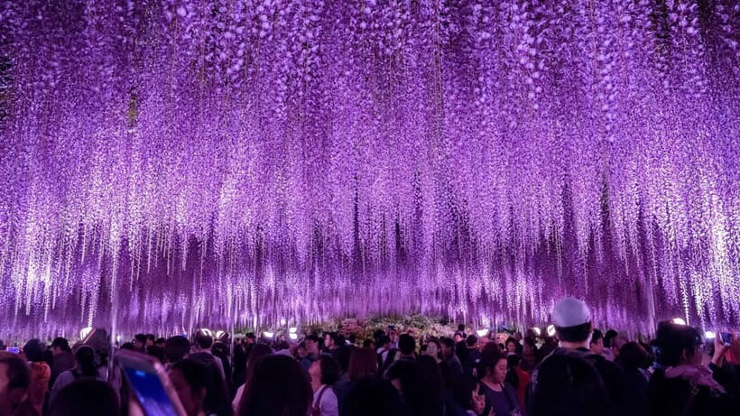 Tokyo: Ashikaga Flower Park with Entry Ticket - Booking details that affect your decision