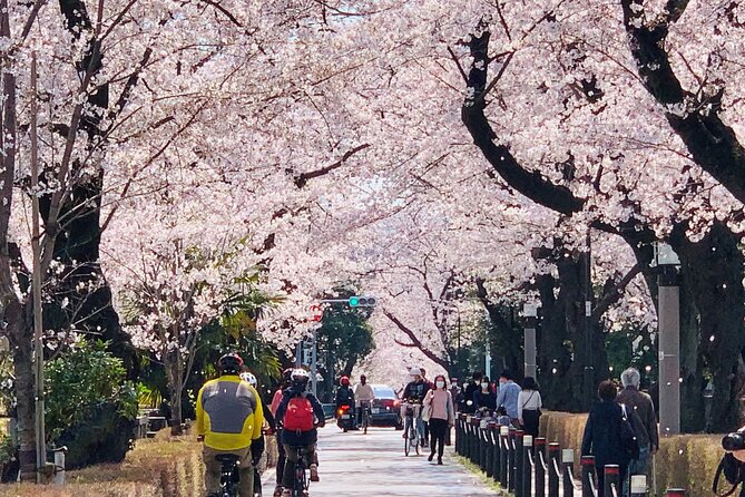 Tokyo Cherry Blossoms blooming spots E-bike Tour, 3hrs - Sotobori Park beside the outer moat