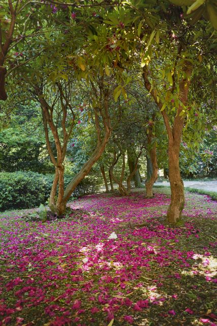 Tremezzina: Villa Carlotta Museum and Garden Entry Ticket - Who Will Enjoy Villa Carlotta Most?