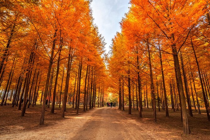 Trip to Nami Island with Petite France & Italian Village, Garden of Morning Calm - Four countryside sights from central Seoul