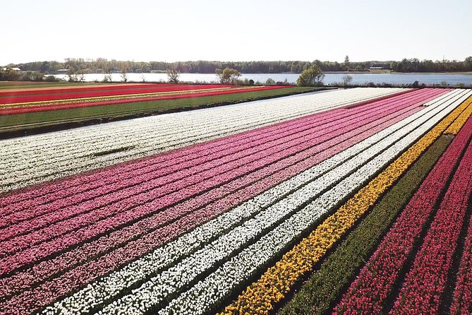 Tulip Fields near Keukenhof - Self-Drive Audio Tour for 2 People - Why a Twizy is a smart way to see the bulb fields