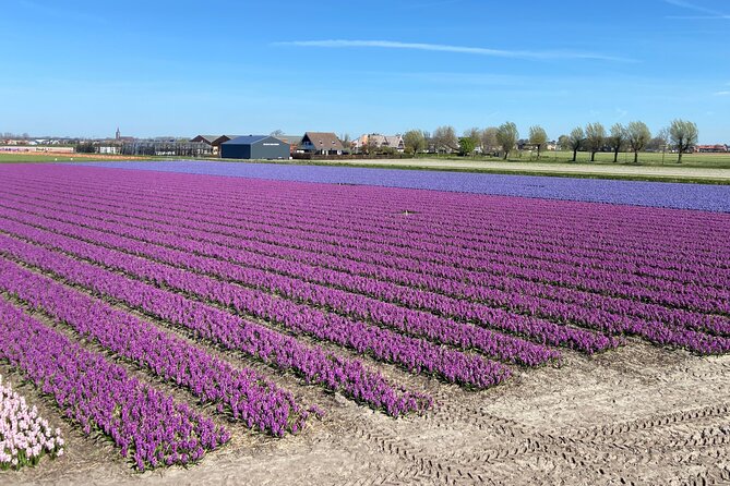 Tulip Fields near Keukenhof - Self-Drive Audio Tour for 2 People - De Tulperij and the farm stop
