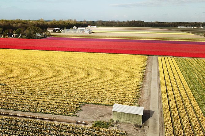 Tulip Fields near Keukenhof - Self-Drive Audio Tour for 2 People - Is $119.77 good value for two?