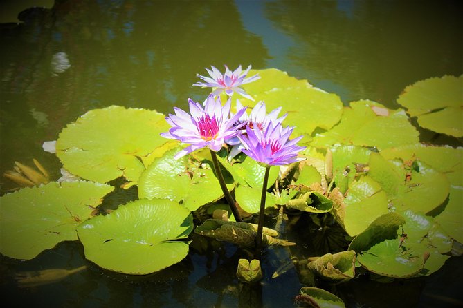 Vallarta Botanical Garden and Tequila Tasting from Puerto Vallarta - Practical tips for a better day