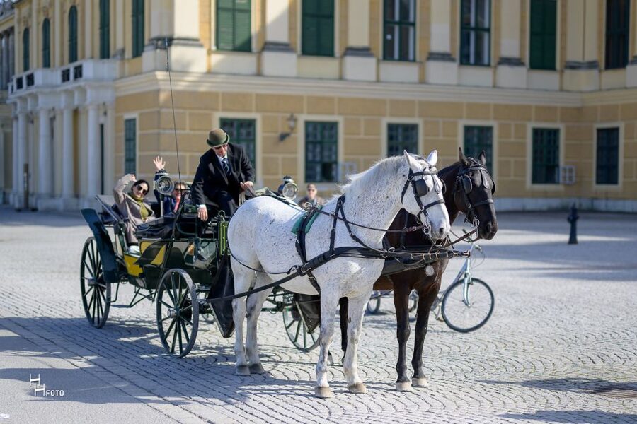 Vienna: Carriage Ride Through Schönbrunn Palace Gardens - Seeing Schönbrunn From a Carriage Seat
