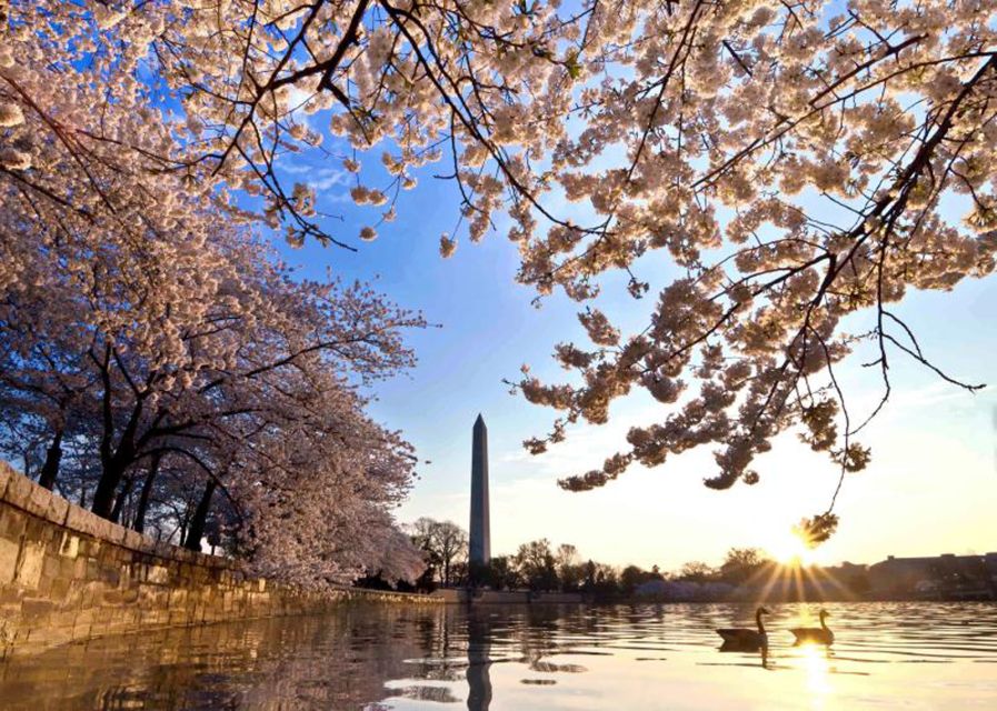 Washington: Cherry Blossom Tour - Key points to know before booking