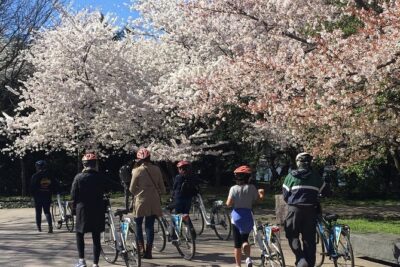 Washington DC Cherry Blossoms By Bike Tour