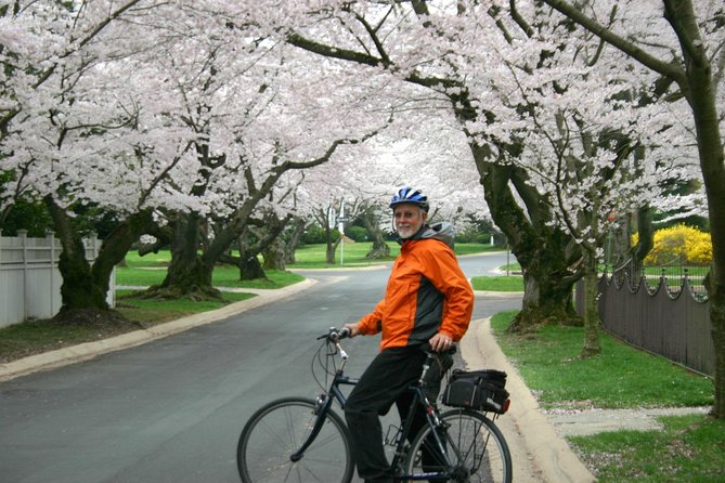 Washington DC Cherry Blossoms By Bike Tour - The real riding conditions around the Tidal Basin